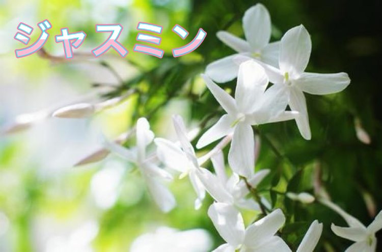 shintakara1's tweet photo. 【インドネシアの国花】🌸

インドネシアではジャスミンの花はプスパバンサと呼ばれています。

ジャスミンの花は広いインドネシアの国土のほとんどの地域で見ることができます✴︎

インドネシアの伝統的にも重要な花で、ジャスミンは純粋さ、シンプルさと誠実さの優雅さを象徴してるそうです🌸 https://t.co/eOxeS56xko