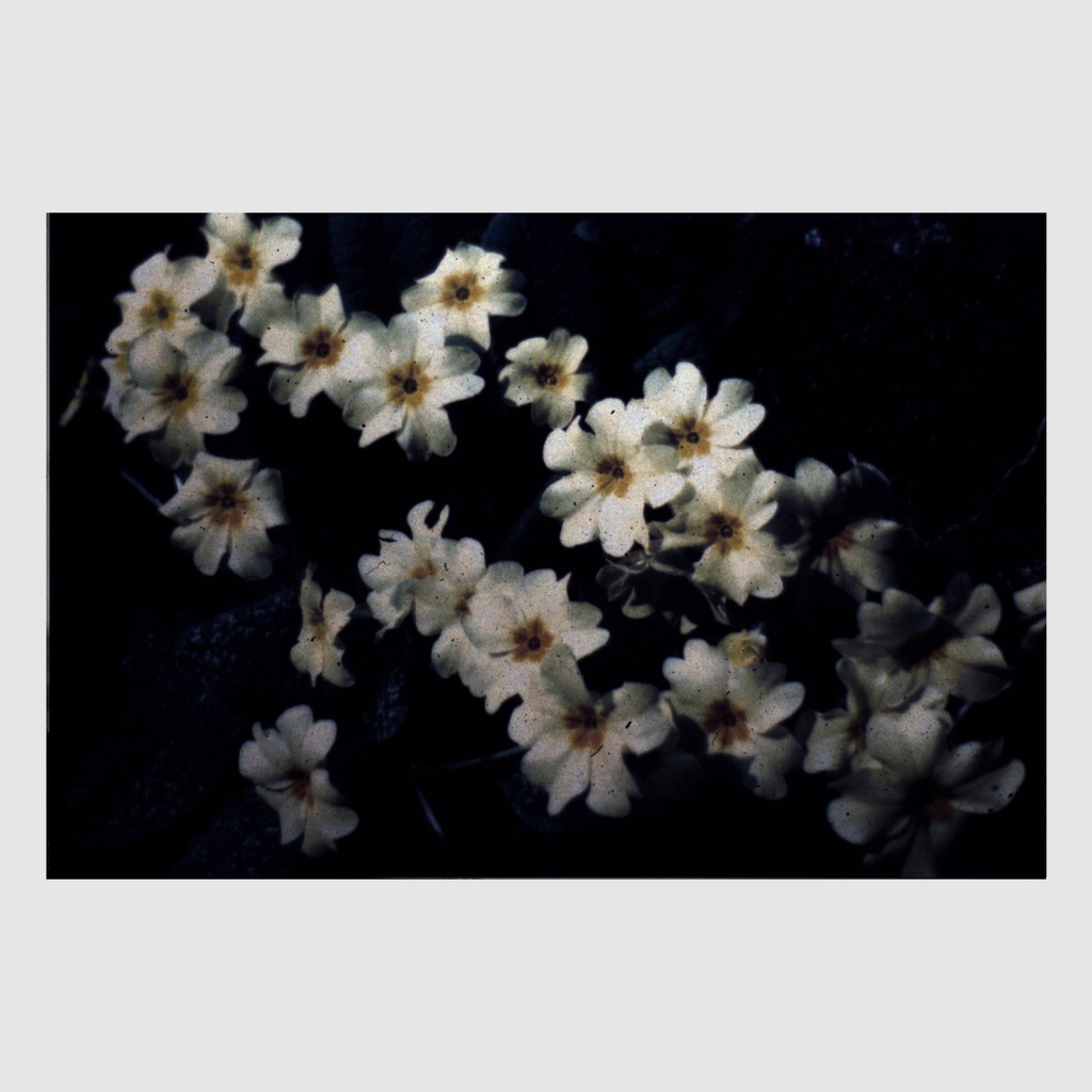 Print Editions. Gallery tweet media