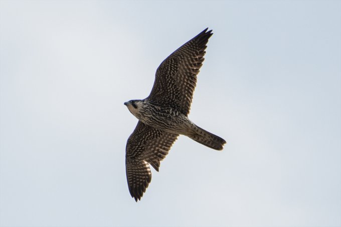 チュウヒ見てたら横合いからハヤブサの若が 