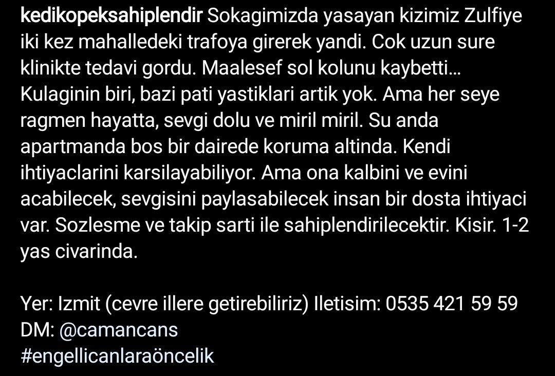 Trafo kedisi Zülfiye 2 kez trafoya girmesi sonucu bir patisini, kulağının birini ve bazı pati yastıklarını kaybetmiş. Kısır 1-2 yaş.Sözleşme ve takip şartları ile İzmit ve çevre illere sahiplendirilecek. İletişim: 0535 421 59 59 veya Instagram: camancans  
#engellicanlaraöncelik