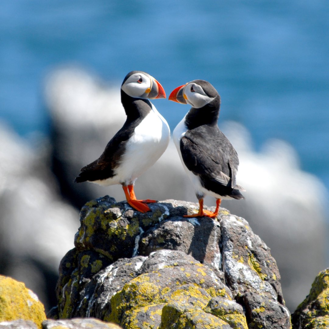 🦉 Birding Holiday in Jersey
1 Week Special - 23rd April 2022!

Just £639pp for 7 night stay, expert talks &amp; walks

📞 Call us now on 01534 742239 or email us at reception@biarritzhotel.co.uk