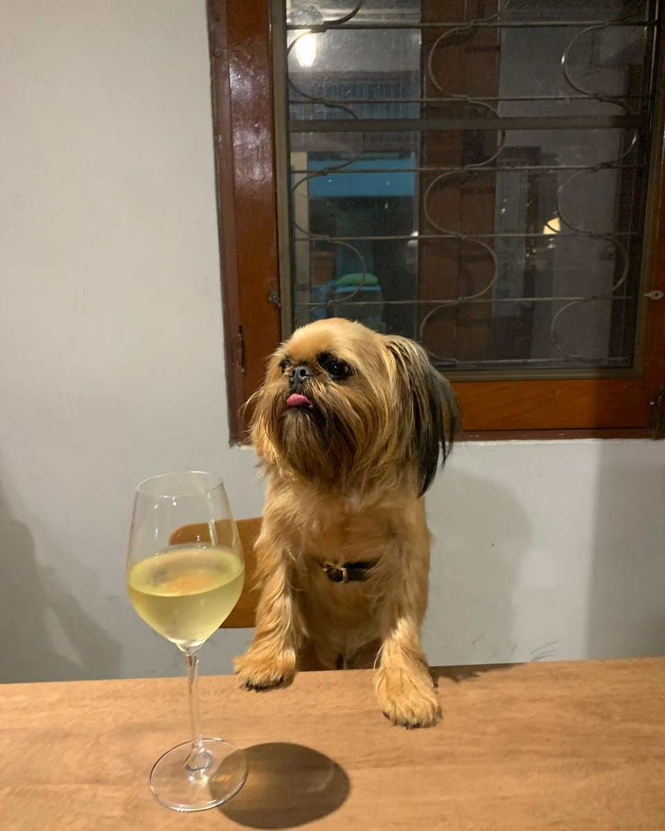 FAHSARlKA's tweet photo. My Chewchew and a glass of champagne🐶 https://t.co/bRZP94sj3y