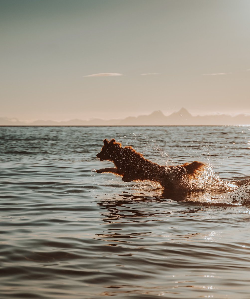 A little summer memory 😍 #twitterdogcommunity #dogsoftwitter #tollersoftwitter