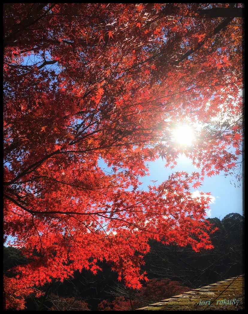 秋 Twitter Search Twitter