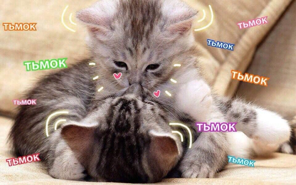 Тьмок. Котик чмок. Котята тьмок. Милые котики с надписями. Котята с надписями о любви.