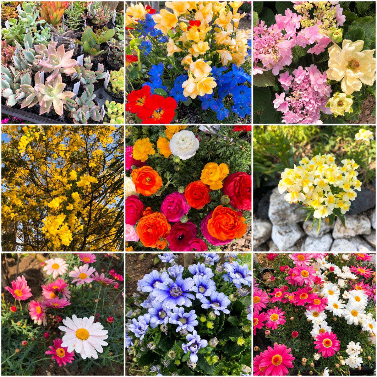 今日は妹と農園ガーデン空に行きました!
天気も良く春の花々が咲き乱れて最高のお散歩日和でした💐
カフェの春らしいメニューにも癒されます☺️✨
海嶌あありすけ展示会「星々の庭園」は3/13までとなっておりますので気になる方は是非!

#農園ガーデン空_星々の庭園
#農園ガーデン空
#星々の庭園 