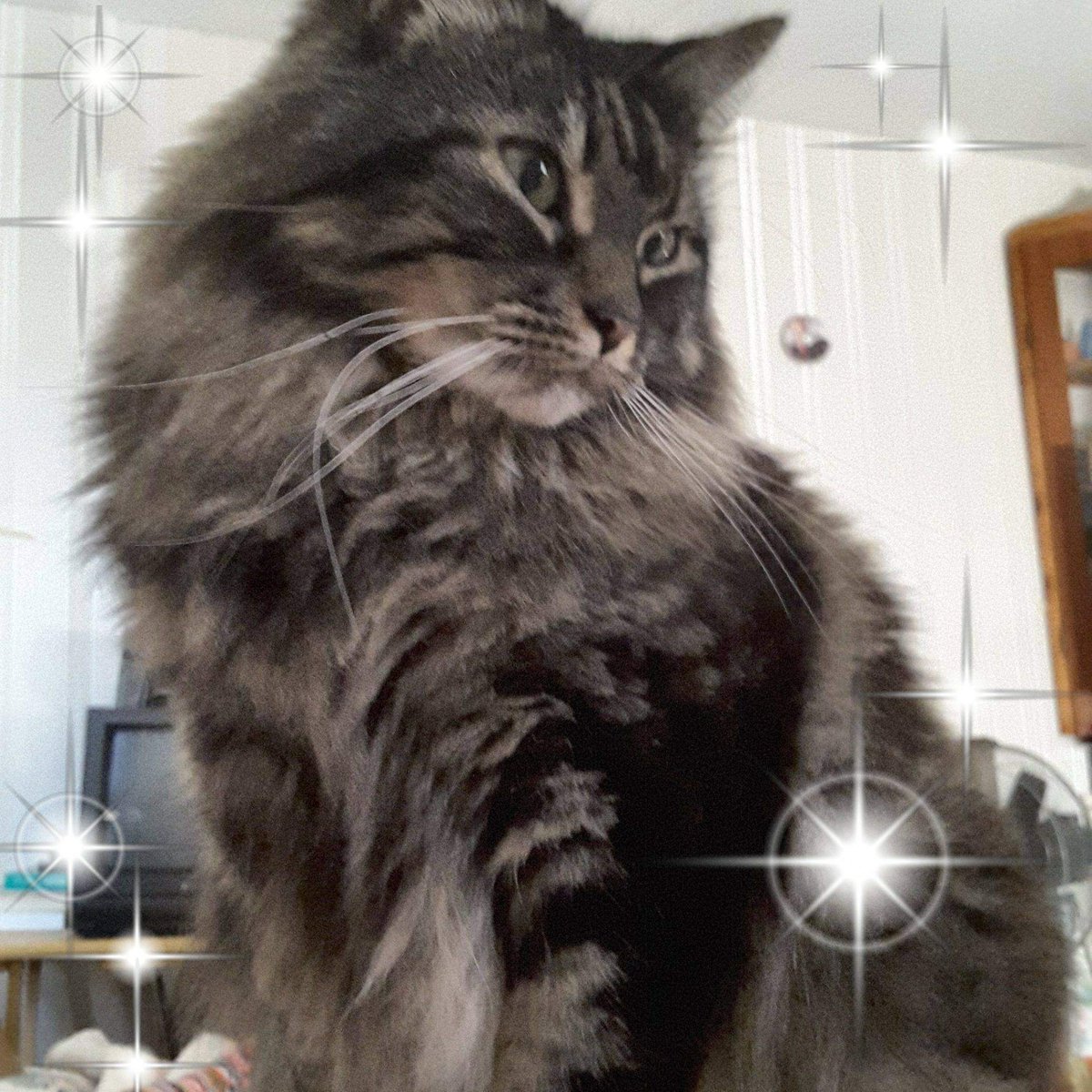 snoopster47's tweet photo. So it snowed. I'm rescheduling my appt...my executive decision for today😁. Our property needs snow removal for oil delivery, parcels &amp; our deck/stairs are "fire escape". We live huge house that's built 2 levels above ground. No below ground. #CuddleDay #MsLexie #ExecDecisionsLOL https://t.co/8IWk0i6caD