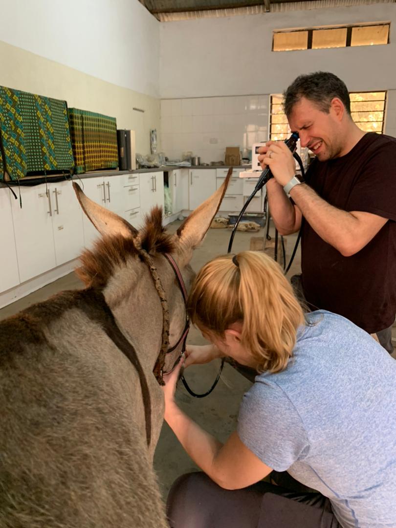 VESCustomOptics's tweet photo. The IMV imaging clinical team putting endoscopy to good use during their 2 week volunteering trip to The Gambia Horse and Donkey Trust ⭐

#MakingADifference #Volunteering https://t.co/mMCeXXkCkl