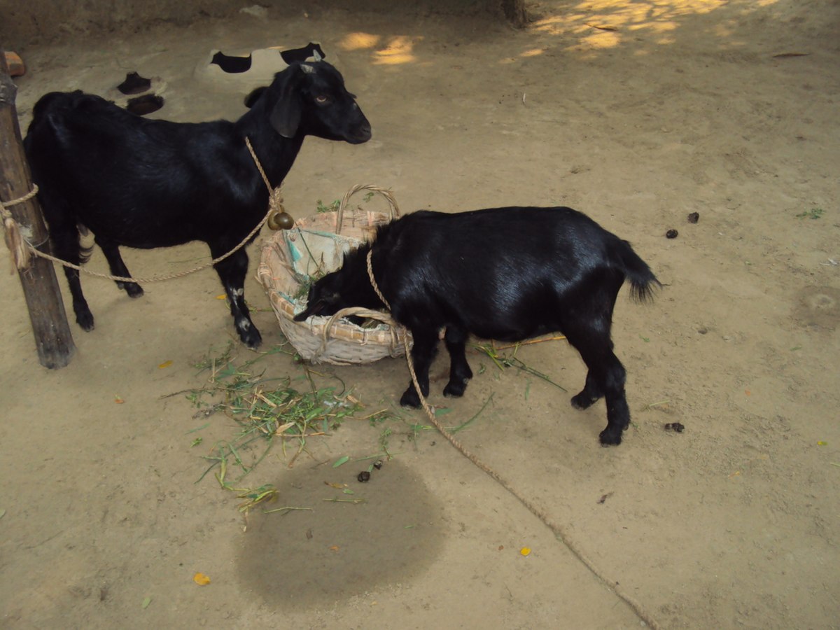 LouieXiii131's tweet photo. "He who walks to the market in a black robe and a white wig, can pass judgement with the nose to smell the right goat for soup" - A. B. A Fuseni https://t.co/gyrLXeseQh