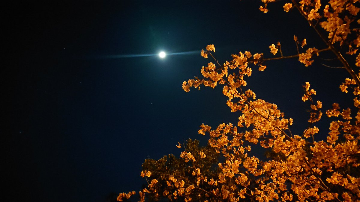 Hanakurorio's tweet photo. 🌛今日の空🌛

まだ遅い時間じゃないのに
お月様が遠くにぃぃぃぃ💦

沢山ある桜の木🌸
２本だけ花が咲いてた✨
今年はお花見行きたい🙌

#スマホ写真
#暗がりでボール投げしてみた
#桜も咲いて春近し https://t.co/LHGaWQNHgP