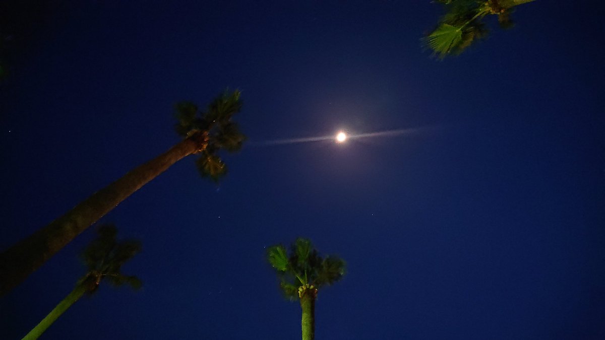 Hanakurorio's tweet photo. 🌛今日の空🌛

まだ遅い時間じゃないのに
お月様が遠くにぃぃぃぃ💦

沢山ある桜の木🌸
２本だけ花が咲いてた✨
今年はお花見行きたい🙌

#スマホ写真
#暗がりでボール投げしてみた
#桜も咲いて春近し https://t.co/LHGaWQNHgP