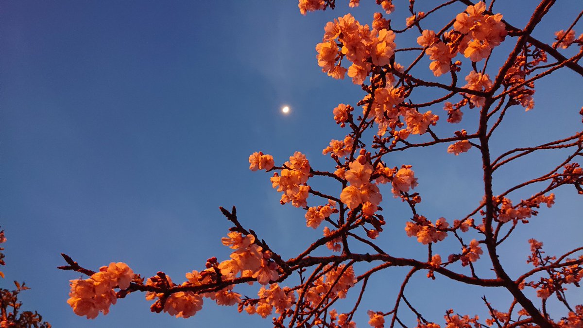 Hanakurorio's tweet photo. 🌛今日の空🌛

まだ遅い時間じゃないのに
お月様が遠くにぃぃぃぃ💦

沢山ある桜の木🌸
２本だけ花が咲いてた✨
今年はお花見行きたい🙌

#スマホ写真
#暗がりでボール投げしてみた
#桜も咲いて春近し https://t.co/LHGaWQNHgP