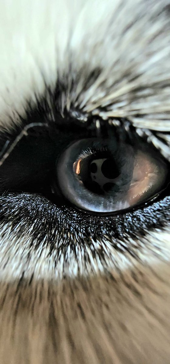 metashoteth's tweet photo. @SamsungIndia #s22ultra @S22UItra
#S22Series
My First #shot With #s22ultra
Reviewing soon.
Ready for this NFT?
Are you ready @SamsungMobile
@Samsunglndia #NFTartists
#huskyeye https://t.co/cMy4qstCGY