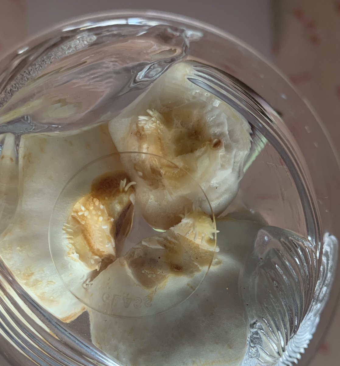 가망이 없다고 생각했지만 내 생각보다도 훨씬 끈질기게 살아주는 것들..!