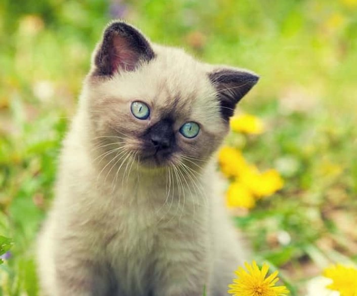 The Alaska Legislature But As Cats On Twitter Senator Elvi Gray 