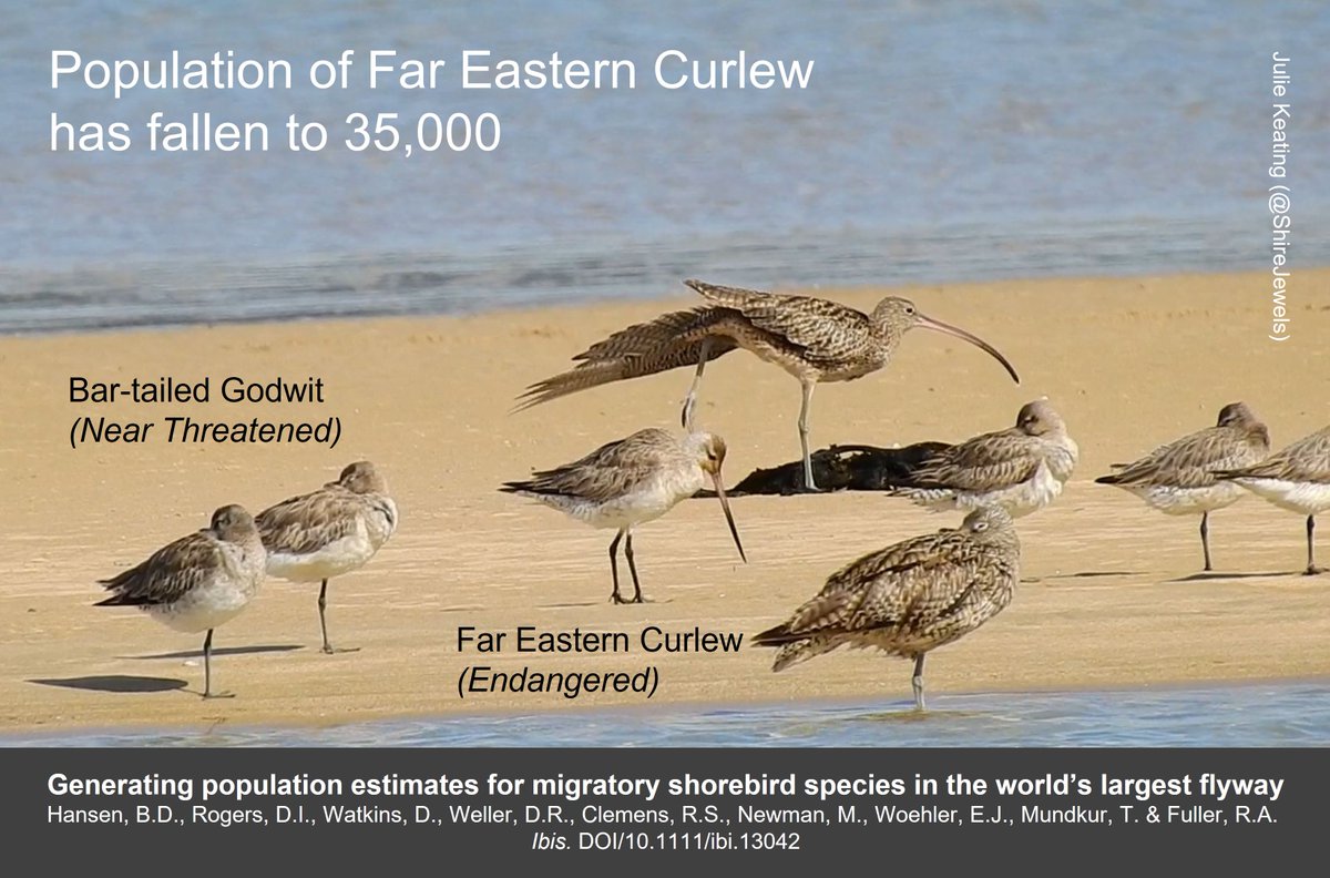 Graham Appleton (@grahamfappleton) on Twitter photo To understand the magnitude of the crisis for #shorebirds on the East Asian-Australasian Flyway, we need to know how many #waders there are.
Stocktake blog from 10 Feb. wadertales.wordpress.com/2022/02/10/how…
Paper in <a href="/IBIS_journal/">BOU 👩🏻🏫👨🏿🏫🧕🏽👳🏽♂️ 🌈</a>
onlinelibrary.wiley.com/doi/10.1111/ib…
#ornithology To understand the magnitude of the crisis for #shorebirds on the East Asian-Australasian Flyway, we need to know how many #waders there are.
Stocktake blog from 10 Feb. wadertales.wordpress.com/2022/02/10/how…
Paper in <a href="/IBIS_journal/">BOU 👩🏻🏫👨🏿🏫🧕🏽👳🏽♂️ 🌈</a>
onlinelibrary.wiley.com/doi/10.1111/ib…
#ornithology