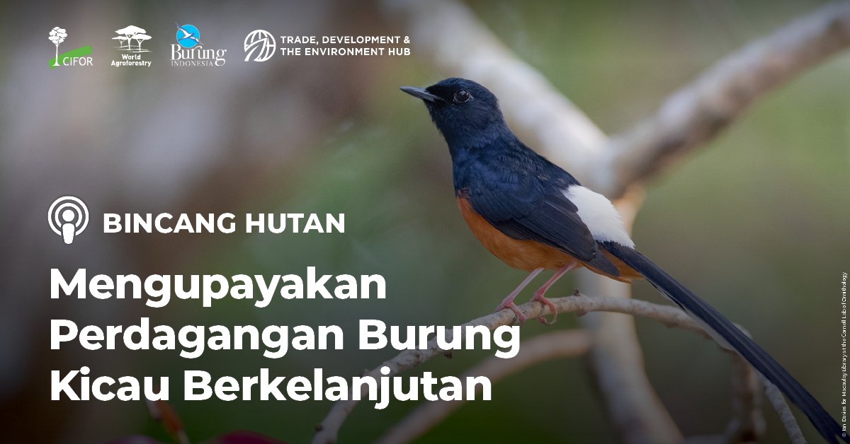 CIFOR-ICRAF Indonesia (@cifor_icraf_id) on Twitter photo 🐦 Memelihara burung kicau telah menjadi bagian dari kehidupan masyarakat. Dapat kita jumpai berbagai jenis burung seperti lovebird, kenari, kacer, dan murai batu.
🎧 Dengarkan di bit.ly/34tesf8
<a href="/okarda/">Beni Okarda</a> <a href="/BurungIndonesia/">Burung Indonesia</a> <a href="/CIFOR/">CIFOR</a> <a href="/ICRAF/">World Agroforestry</a> <a href="/ICRAF_Indonesia/">ICRAF Agroforestri</a> #BincangHutan 🐦 Memelihara burung kicau telah menjadi bagian dari kehidupan masyarakat. Dapat kita jumpai berbagai jenis burung seperti lovebird, kenari, kacer, dan murai batu.
🎧 Dengarkan di bit.ly/34tesf8
<a href="/okarda/">Beni Okarda</a> <a href="/BurungIndonesia/">Burung Indonesia</a> <a href="/CIFOR/">CIFOR</a> <a href="/ICRAF/">World Agroforestry</a> <a href="/ICRAF_Indonesia/">ICRAF Agroforestri</a> #BincangHutan
