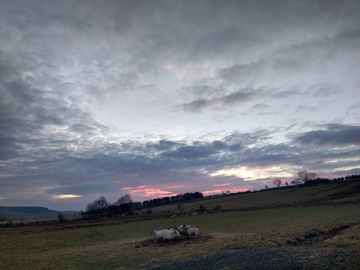 JoScottHeritage's tweet image. #Spring is on its way at last, heard my first curlew last night and first skylark this morning! #SoundsOfSpring #Elsdon @NlandNP @LoveNorthumberland