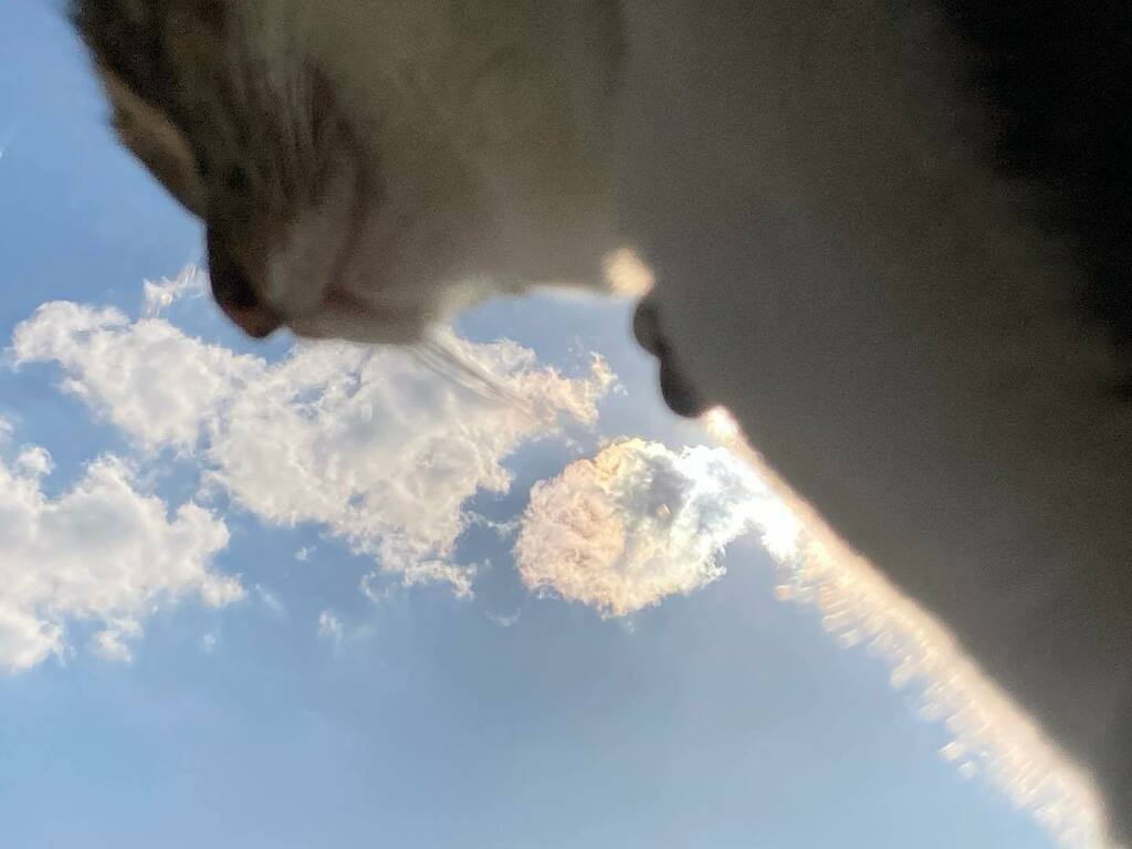 taecomw's tweet photo. 猫越しの彩雲…。
よ〜く見るとにゃんげも虹色🌈
#cat #tabi #nyanstagram
#猫 #彩雲 #たびちゃん
#glowingcloud #天気の図鑑
#うちの猫 #にゃんすたぐらむ
#秋田の空 https://t.co/kgqaNfK1IT