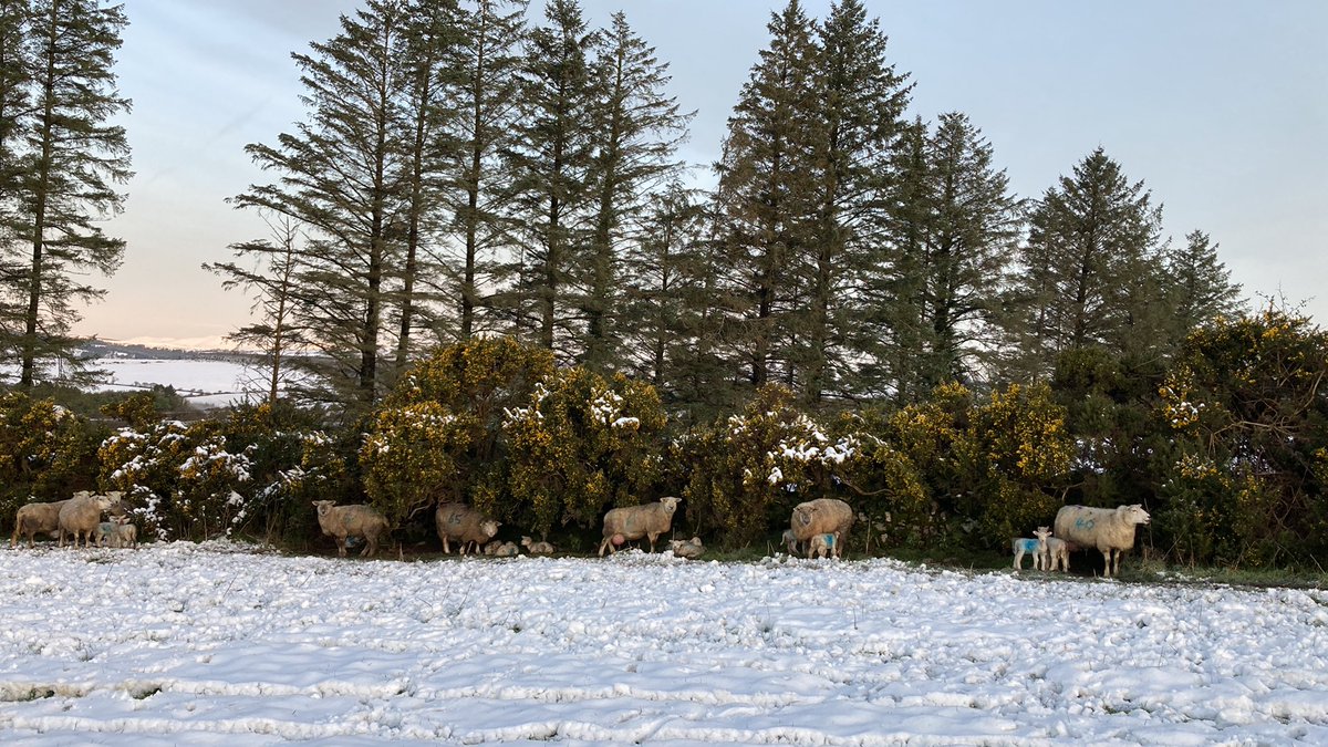 fimalone1 tweet media