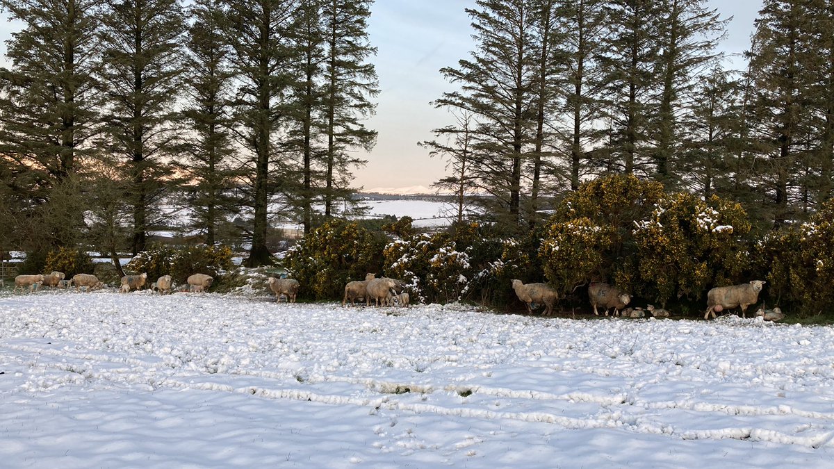 fimalone1 tweet media