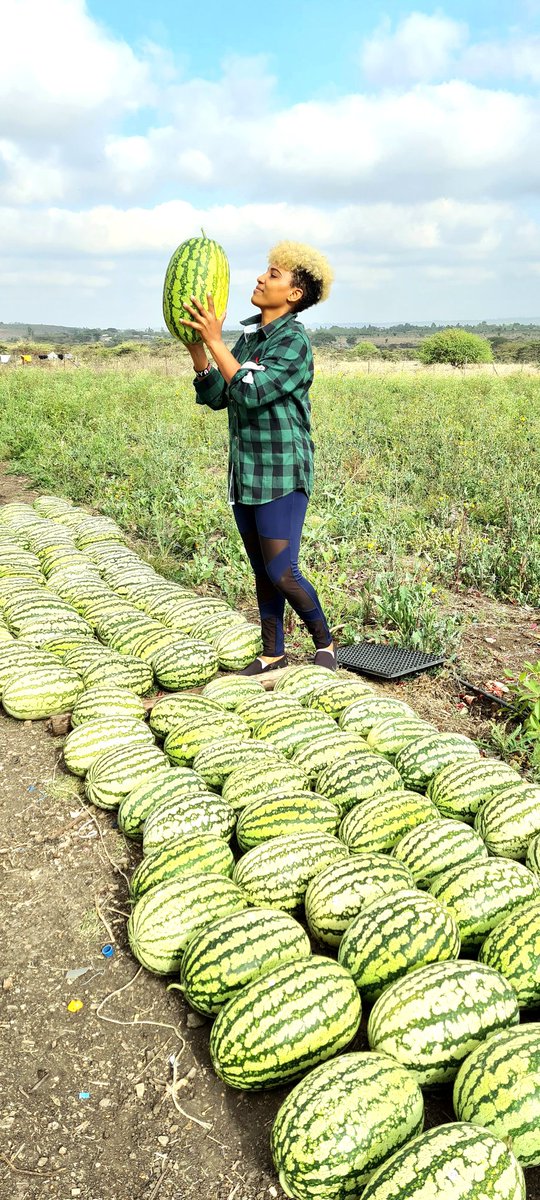 j_lornz's tweet photo. Admiring the good work..
Someone's gonna have our fruits at their lunch and Dinner table๐.. Its unbelievable!
#watermelonfarmer #watermelonbabe https://t.co/yq0hsaR80y