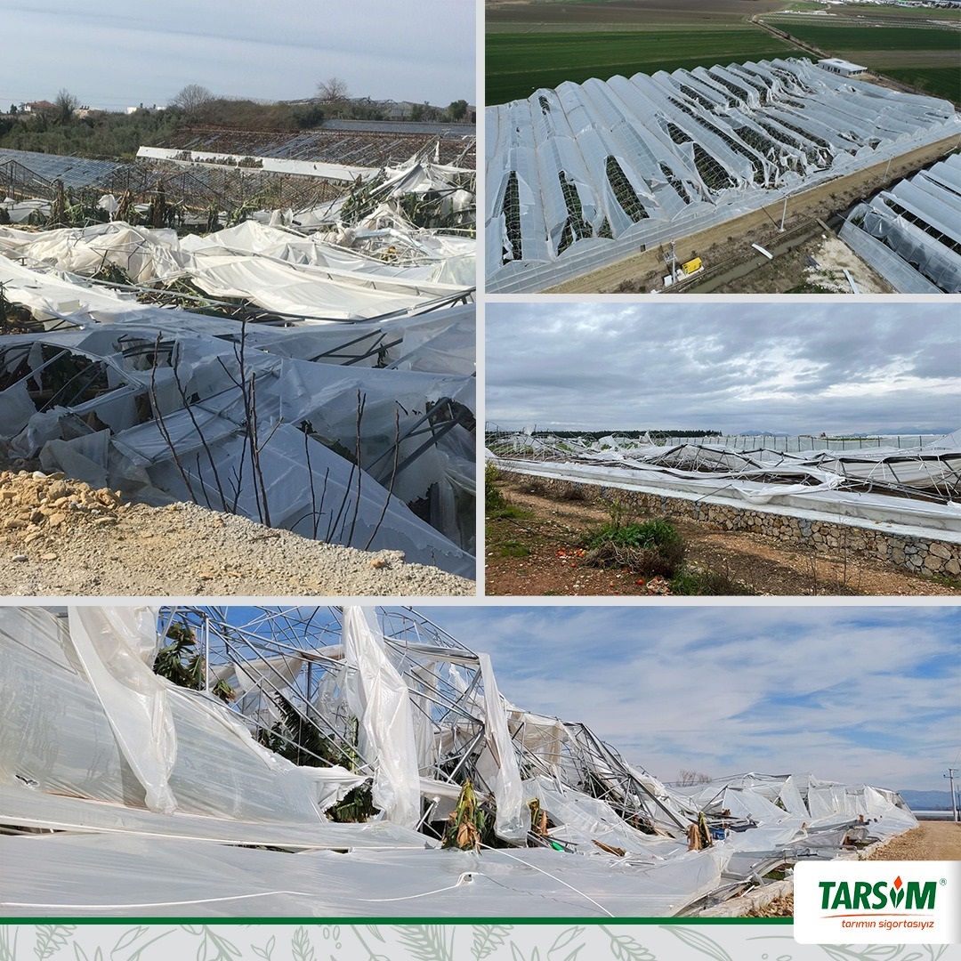 TARSİM Antalyalı Üreticilerin Yanında

TARSİM, geçtiğimiz hafta Antalya’da etkili olan doğal afetler sebebiyle açık alanda ve örtü altında sürdürülen tarımsal faaliyetlerin etkilendiğini, portakal, arpa ürünleri ile seralar ve içindeki bitkisel ürünlerin zarar gördüğünü belirtti.