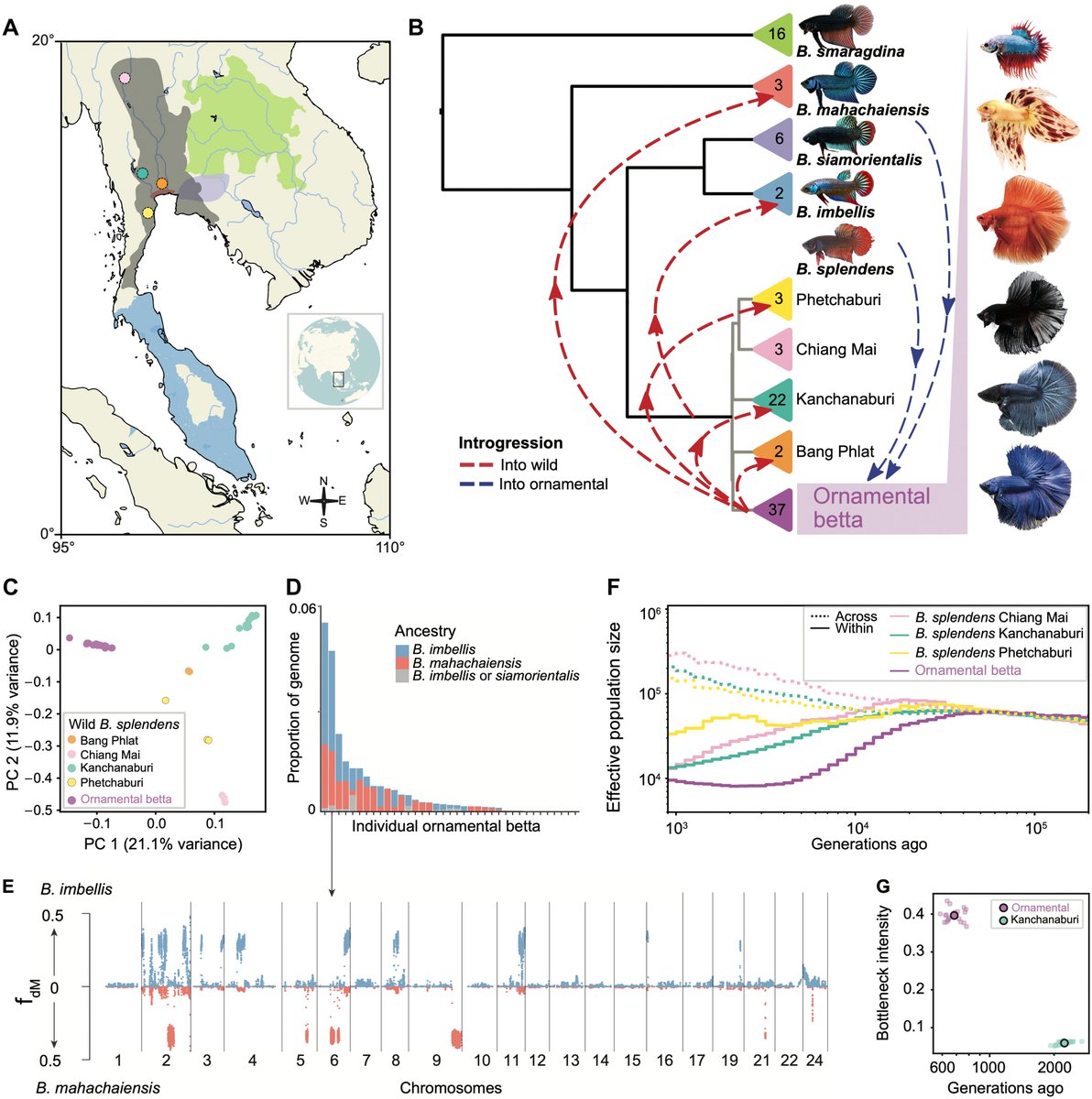 Hannes Svardal (@hannessvardal) on Twitter photo Our fighting fish domestication genomics paper is finally out. A great collaboration with Andrés @bendesky 's lab <a href="/Columbia/">Columbia University</a>. Thanks and congrat to everyone involved! science.org/doi/10.1126/sc… Our fighting fish domestication genomics paper is finally out. A great collaboration with Andrés @bendesky 's lab <a href="/Columbia/">Columbia University</a>. Thanks and congrat to everyone involved! science.org/doi/10.1126/sc…