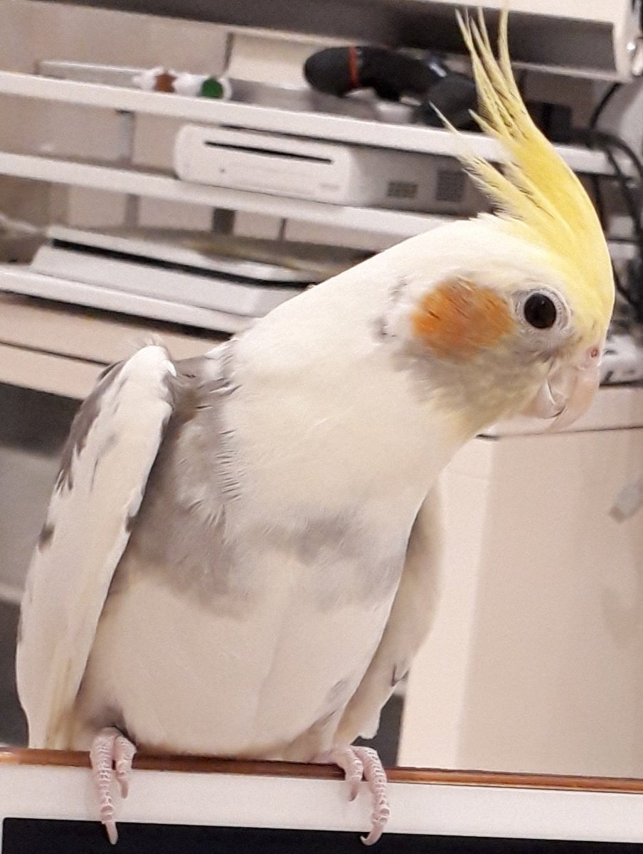 anmikanmaron's tweet photo. オカメインコを探しています
見つけた人は保護するか教えてください
とても凶暴で飛ぶのが大好きな子です https://t.co/9hmeCLPKzQ