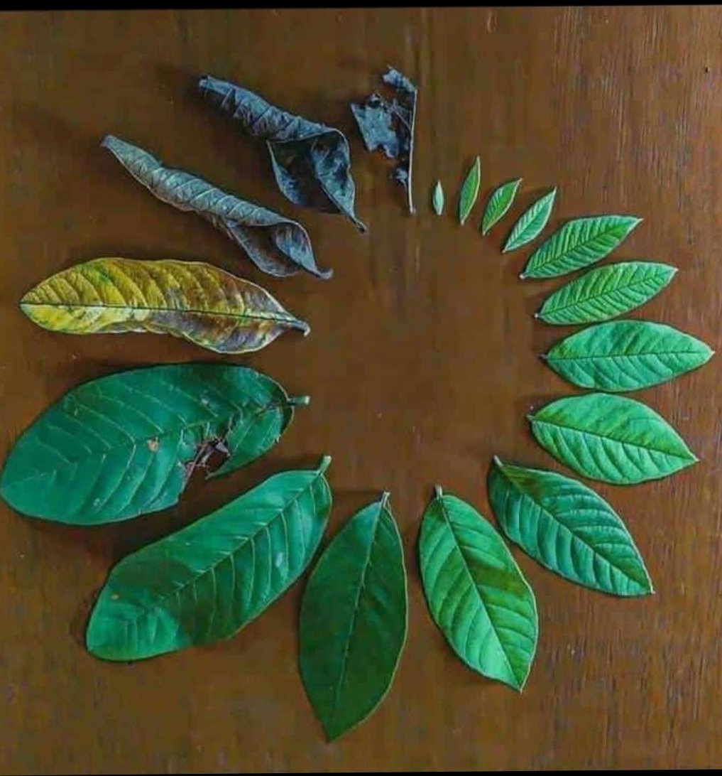 AnuragPrasadRo1's tweet photo. ଏ ପତ୍ର ଭଳି ଆମ ମାନଙ୍କ ର ଜୀବନ ପ୍ରଥମେ ଜନ୍ମ ପରେ ମୃତ୍ୟୁ ଆମମାନଙ୍କ ଜୀବନରେ କାହିଁକି ଆମେ ମାନେ ନିଜ ସ୍ଵାର୍ଥ ଦେଖି ଚଳିବା ସ୍ଵାର୍ଥ ଛାଡ଼ି ନିସ୍ୱାର୍ଥ ଭାବେ କାମ କରିବା ଶିଖିବା ଉଚିତ୍‌। ଆଜିକାଲି ସମୟରେ ସମସ୍ତେ ମିଳିମିଛି ଚଳିବା ଉଚିତ୍ https://t.co/czN3QHVG7N