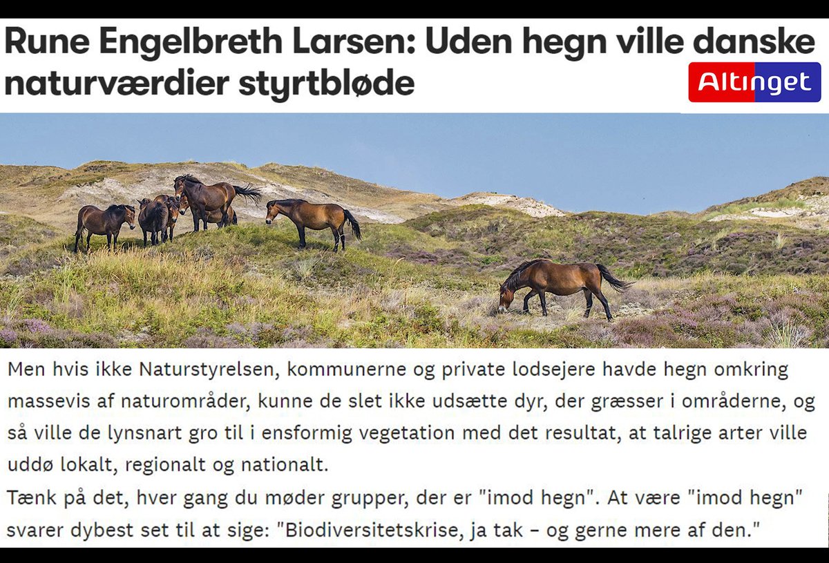 Hegn redder allerede arter, som forsvinder uden græsning. I store #naturnationalparker reddes flere naturværdier - og små hegn kan slås sammen til færre hegnskilometer med kun ét ydre hegn. Mere plads til store dyr og store oplevelser. Win win. Læs: tinyurl.com/9jsrw54 #dkpol