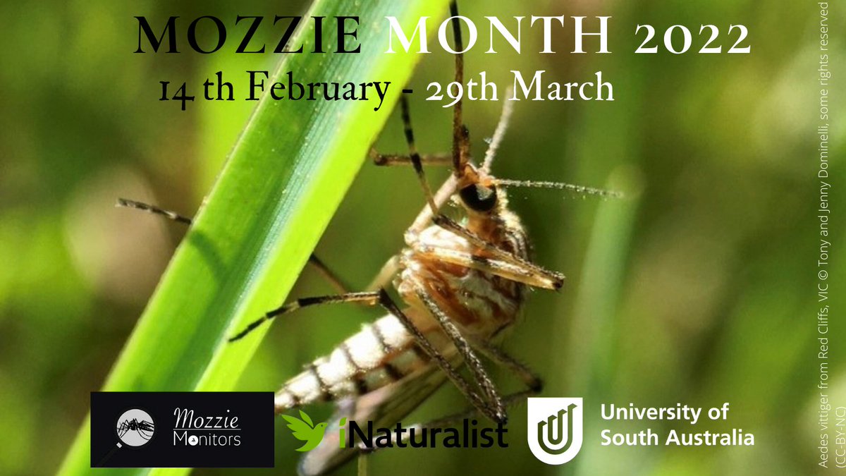 MozzieMonitors's tweet photo. The observations ate coming in from all over the country for #mozziemonth
What have you seen?
ππCheck them all outππ
https://t.co/fX7Gwxd3gz
#citizenscience #Biodversity #publichealth @EntSocVic https://t.co/0bmsuDoyp4