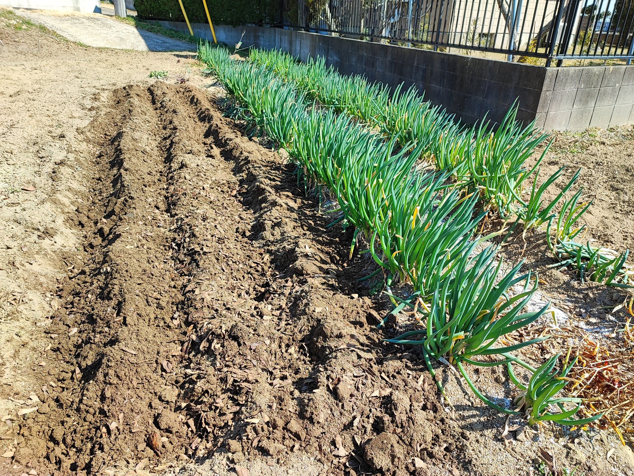 Madam Fujiko Com I Planted Leeks By Separating Their Roots In The Field Leeks Are Really Useful For Any Dish Inashikinest 自家栽培 畑 シェア畑 Homegrown Vegetables Communitygarden T Co 6tnml02ksz Twitter