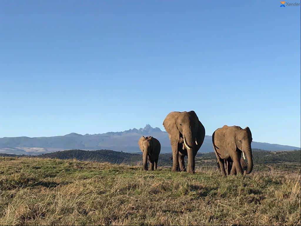 dkale321's tweet photo. More about the tree house. It's has the best Mt Kenya view especially in the morning hours. and various ranches around the camp. @EntalataCamp  #EntalataLaikipiaCamp https://t.co/5v9hZJXsrt