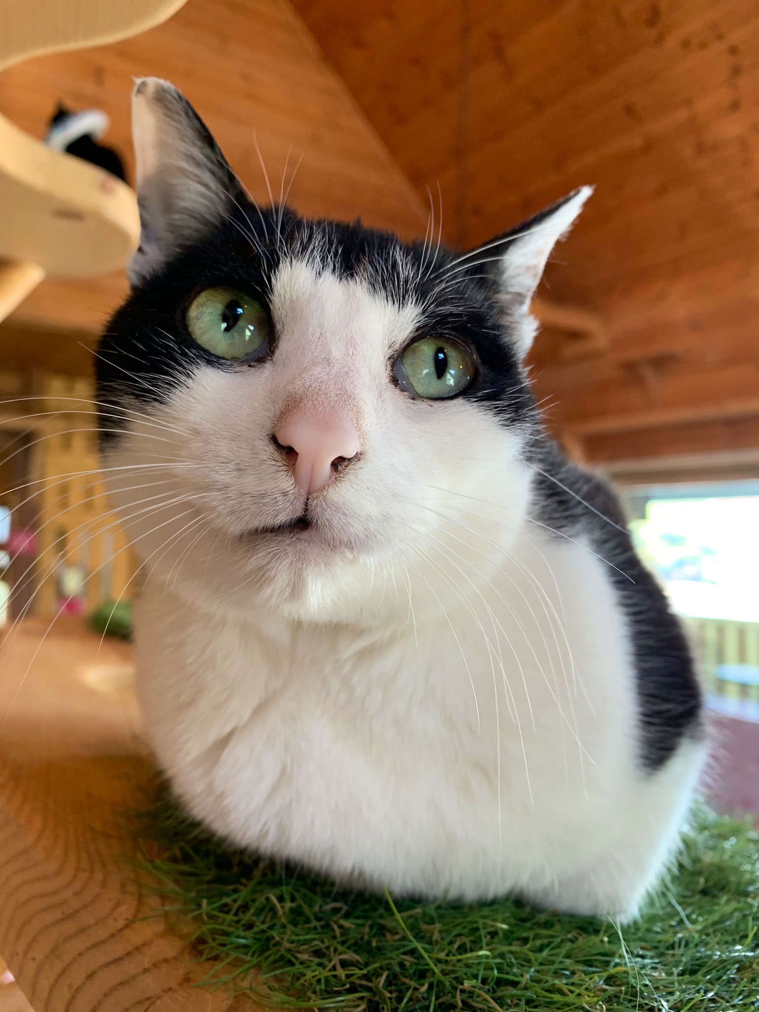 ねこカフェ Twitter Search Twitter