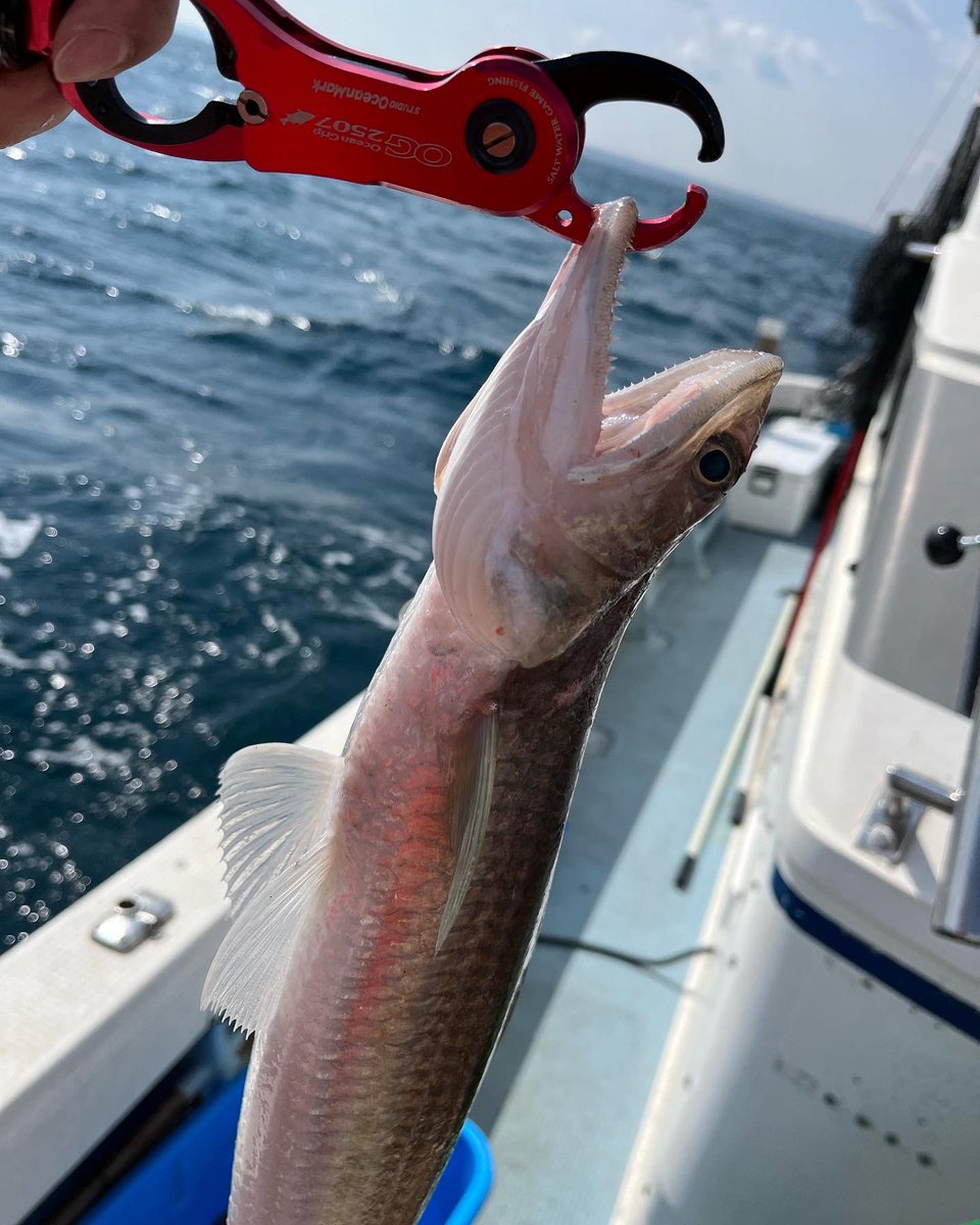 taknaitoh's tweet photo. E・S・O ‼️
#プランジ120g
#plunge120g
#jacksonlures https://t.co/G126HP2eHQ