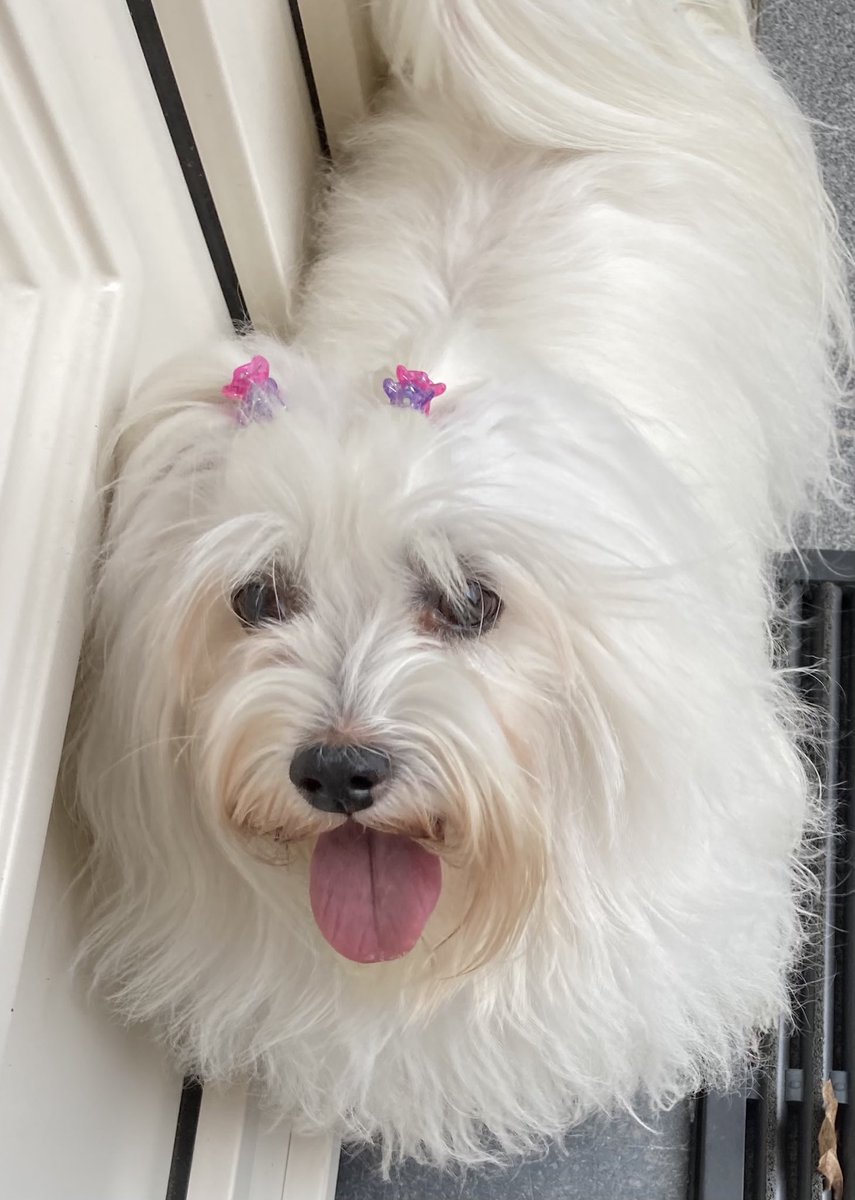 mydogchoupette's tweet photo. Just a #cute ๐ถ in #doubleclips waiting for Mom to open the ๐ช#ThrowbackThursday #RememberingChoupette https://t.co/JiNhM8s9V6
