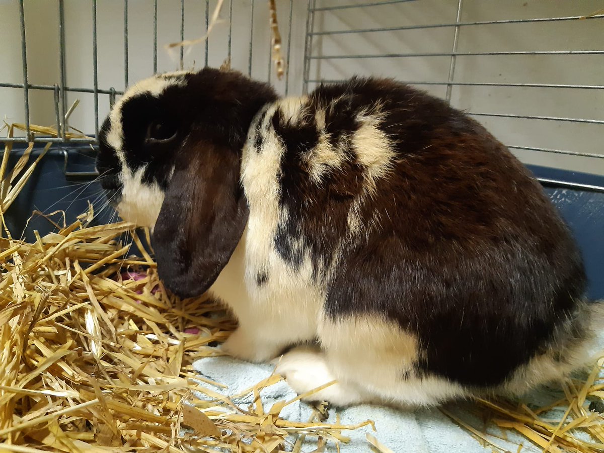 #Gevonden zwart/ wit konijn aan de Dokter Schaepmanlaan #Zwolle #Zwollezuid

Wie herkent hem/ haar? Neem dan contact op met <a href="/dambuZwolle/">Dierenambulance Zwolle</a>.

#Dierenambulance #Dierenhulp #Samenvoordieren #DierenTeamZwolle