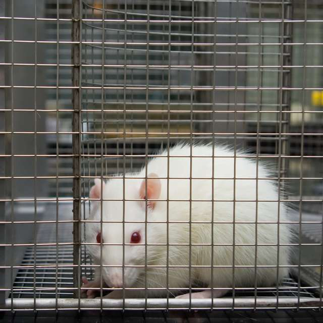BillChe43677296's tweet photo. The Animal Welfare Enforcement Improvement Act will "help solve the 'lackluster enforcement' and loopholes which allow for poor health environments for lab rats among many other animals (Animal Welfare Institute)." #39canimals https://t.co/snl1ZYJYKO