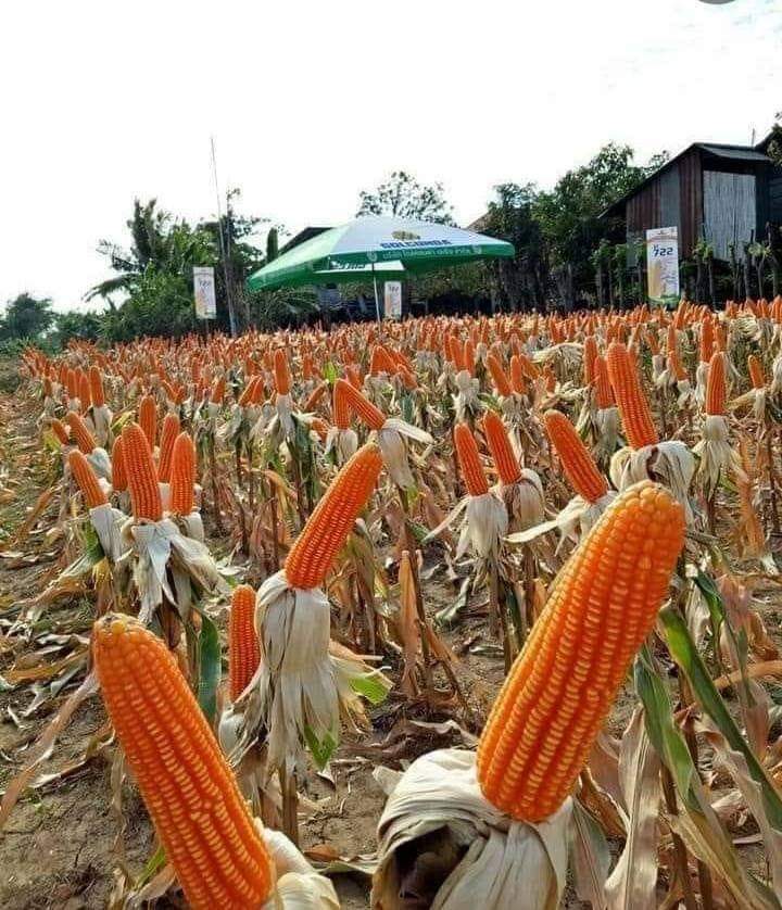 mtapurva's tweet photo. @PMOIndia
@BJP4India
@upbjpitcell
@myogiadityanath
Even the fields are becoming saffron ..मोदी है तो मुमकिन है https://t.co/l7C1wmb52A
