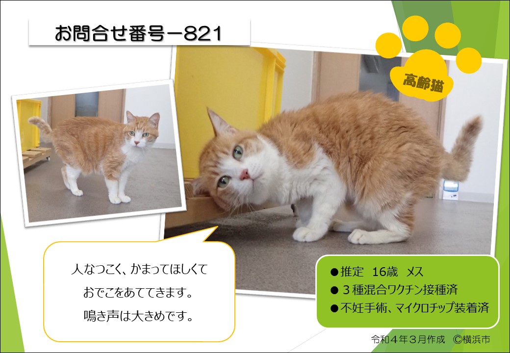 ももいろねこ Momo Dobby Twitter ももいろねこ Momo Dobby Twitter