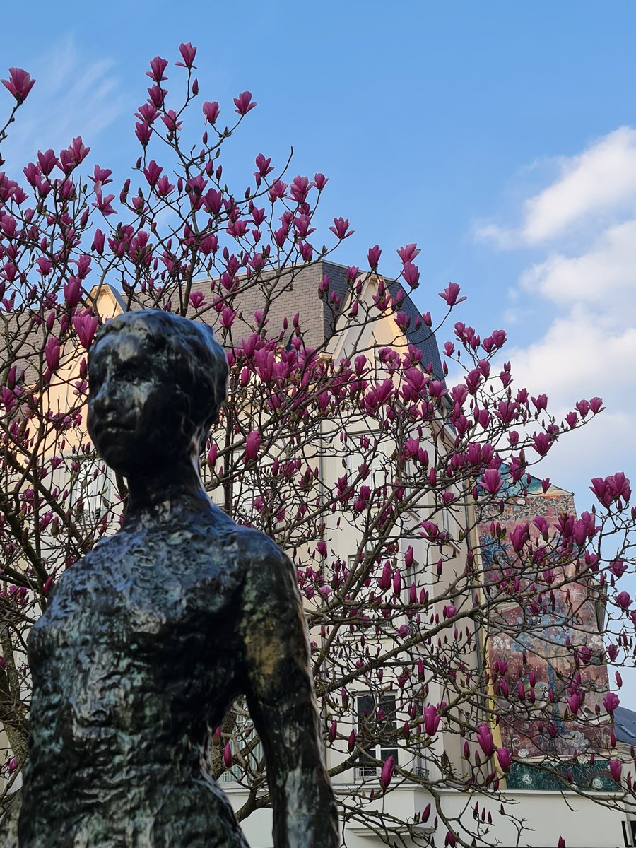 ISAGRAM49's tweet photo. @LOKKILUCK #Battleflowers #MagnoliaForEver🌸
📍#PlaceDuPilori #VégétalAngers https://t.co/vBKT18jpfM