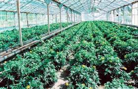 Bahçe tarımı bölümü, tarımsal üretimin gerçekleştirilmesi, ıslah edilmesi ve çoğaltma işlemlerinin yapılması için gerekli olan kişileri yetiştiren bir bölümdür.

Bu bölümle ilgili daha fazla bilgi için; meslekverse.com/%C3%B6nlisans/…