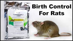 BillChe43677296's tweet photo. I learned that rat birth control is real, and very important if we want to move towards ethical alternatives to the flawed traps/poisons we currently use. #WhatIlearnedin39C https://t.co/hKvRcfbcMd