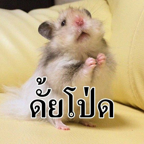 𝐓𝐎𝐌𝐔𝐒 ขอให้ทุกคนถูกรายล้อมไปด้วยความรัก tweet media