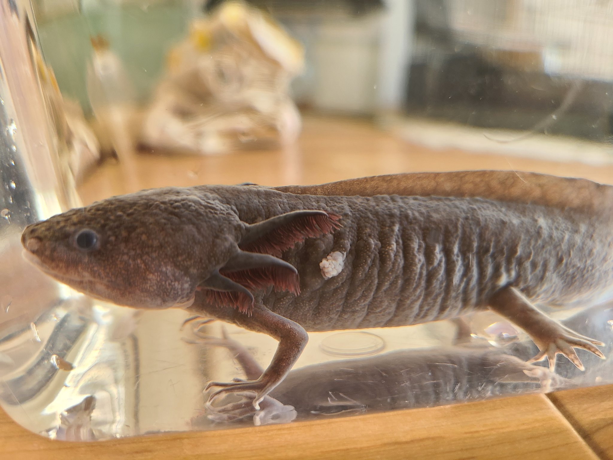 もちごめ 閲覧注意 ウーパールーパーの体に白いものがついていて これがなにかわかる方いらっしゃいますか 最初脱皮柄かと思って軽く触れたのですが取れませんでした よく見るとできもの のように見えるのですが ご存知の方いらっしゃい