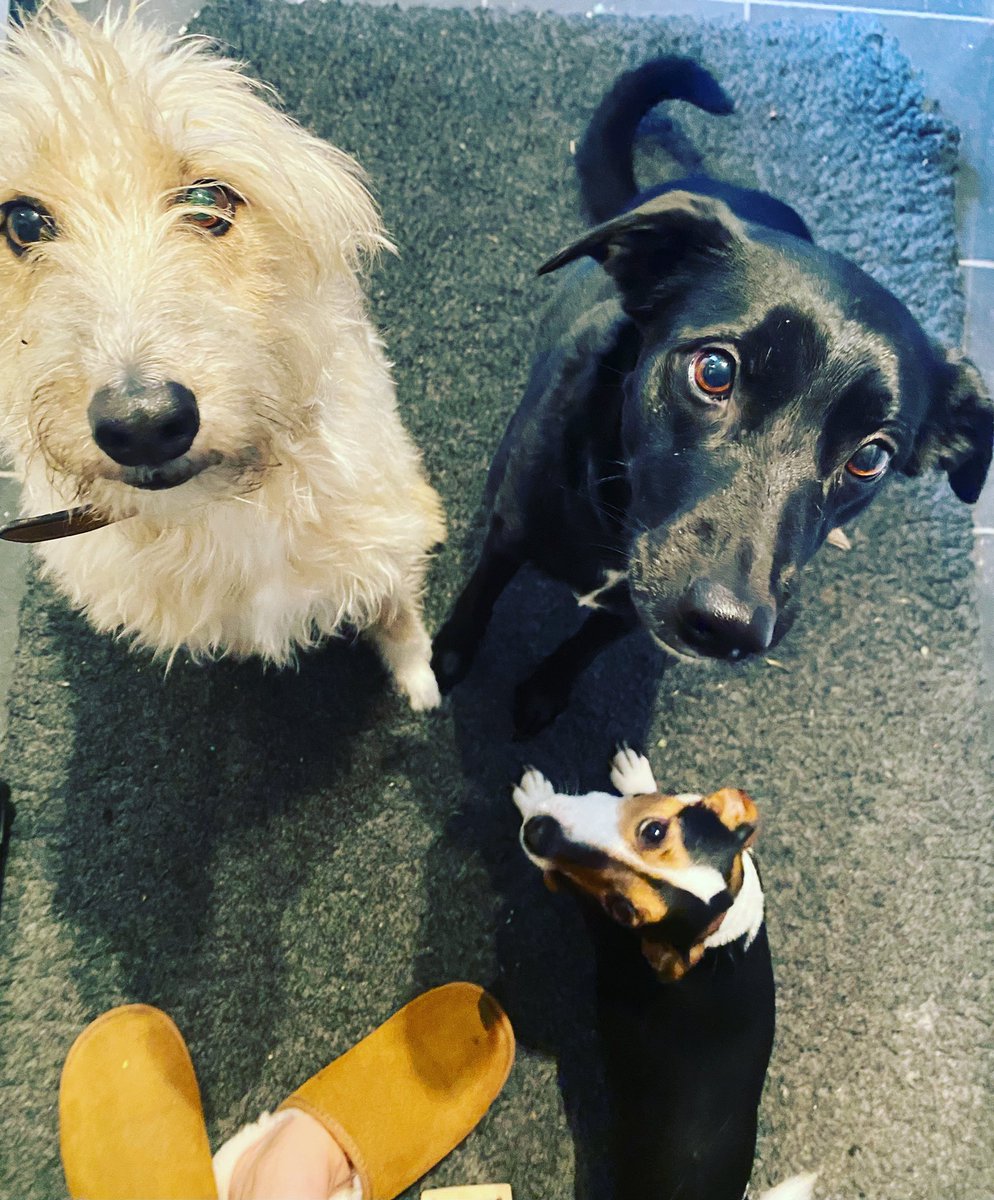 BronteGlen's tweet photo. Can we see your good morning pooches #dogsoftwitter #bronteglen #dogs https://t.co/CTLATMjw7h