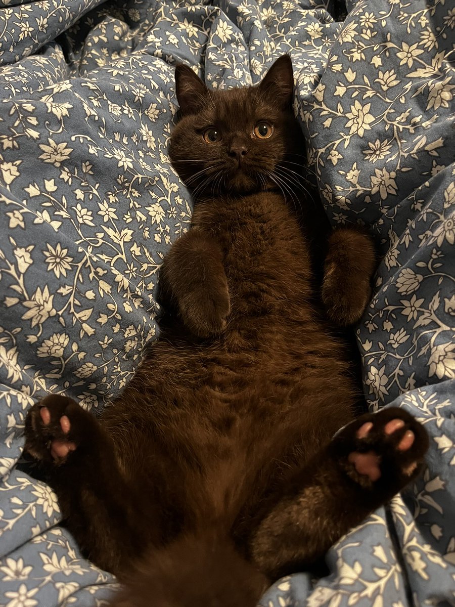 xpeachwitch's tweet photo. Codziennie wychodzę o 5 do roboty, żeby ten księciunio mógł jeść drogie puszeczki i wylegiwać się w kołderce 😼👑 https://t.co/Fwl12GgcaX