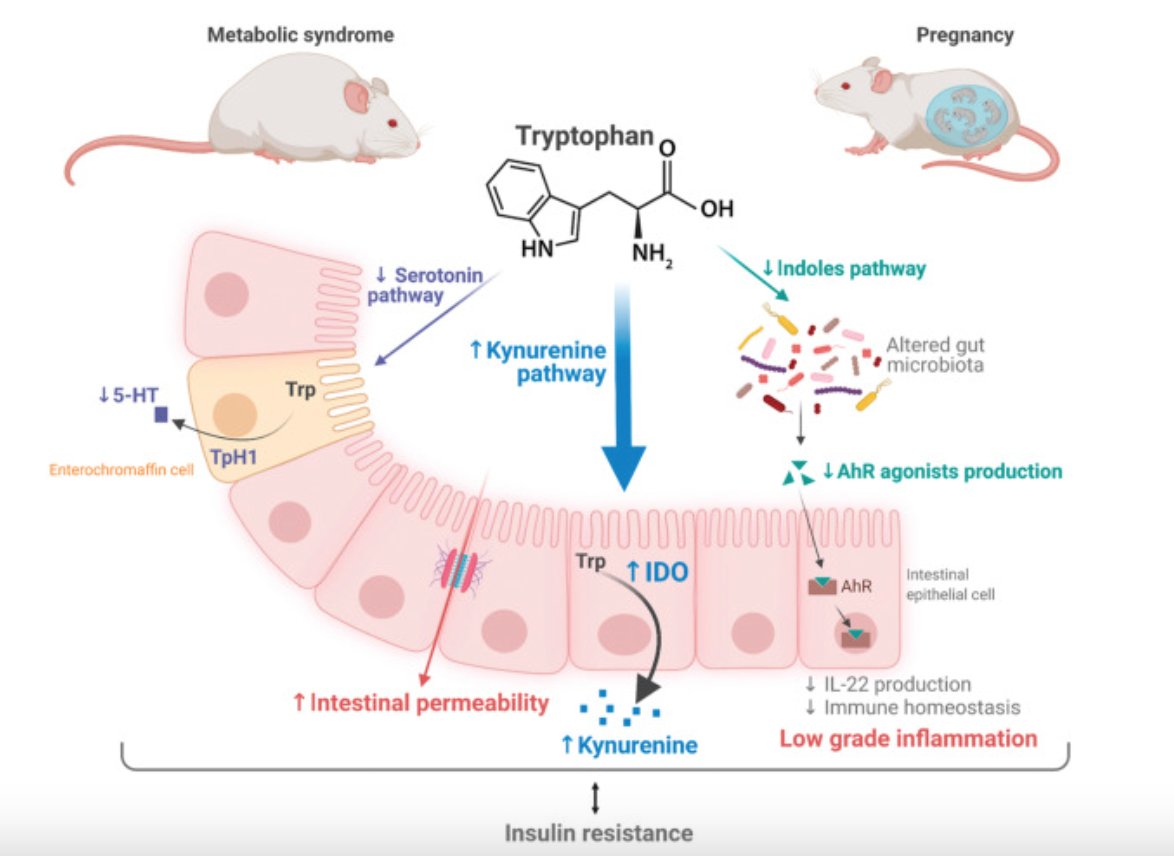 GMFHx's tweet photo. Tryptophan appears to be a key metabolite involved in shaping metabolism during pregnancy. @h_sokol &amp; colleagues comment a recent paper on the role of tryptophan metabolism in promoting low-grade mucosal inflammation and insulin resistance in mice https://t.co/Q8JLWN0W01 https://t.co/9ZxYhA7jXM