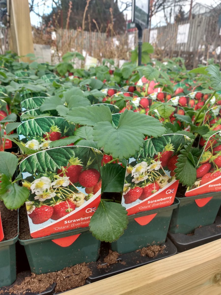 These Small strawberry pots arrived yesterday, £2.50 each. Plant now for strawberries and cream in time for Wimbledon…..
#strawberries #strawberries🍓 #strawberriesandcream #plantnowreaplater #plantnowenjoylater #plantnow #burston #stalbans #stalbansfood #herts